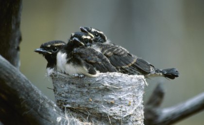 Willy wagtails at Dryandra 